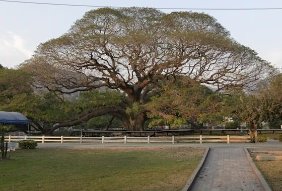 A mature suar (rain tree / Samanea saman) tree with its broad umbrella-shaped canopy